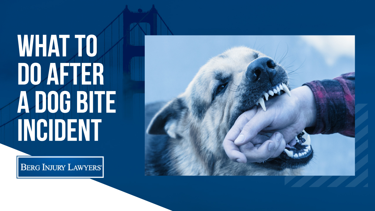 What to do After a Dog Bite Incident